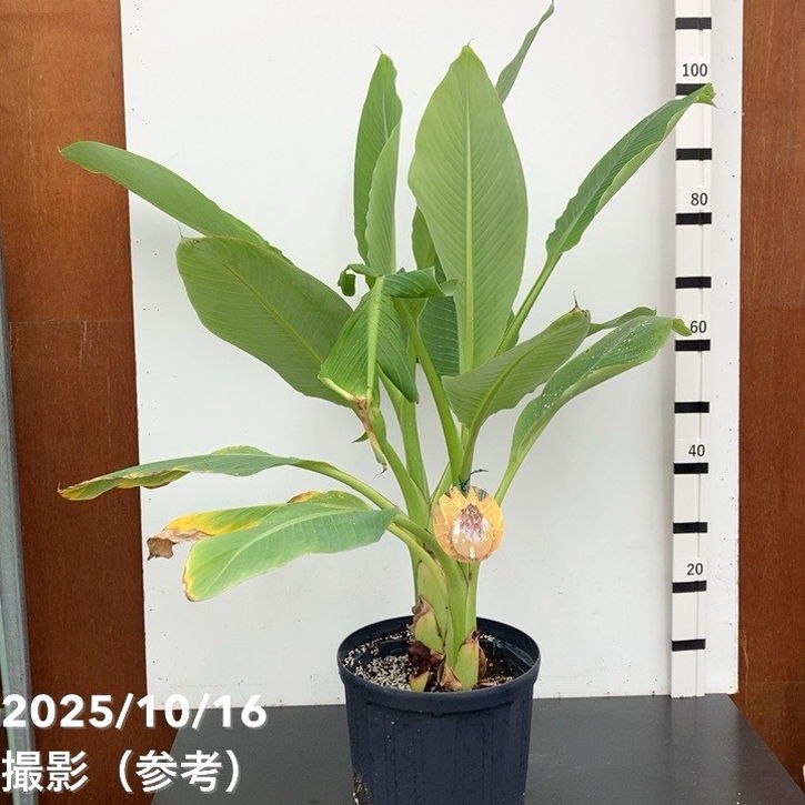 地湧金蓮　チユウキンレン 地湧金蓮（チユウキンレン）8号 ｜s200｜草花10-TU | 草花