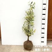 タイサンボク リトルジェム 根巻き｜s200｜花木04-PA | 花木・庭木