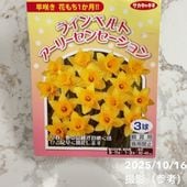 プルメリア ジャングルジャック ミニホワイト（JJ Mini White）5号｜鉢
