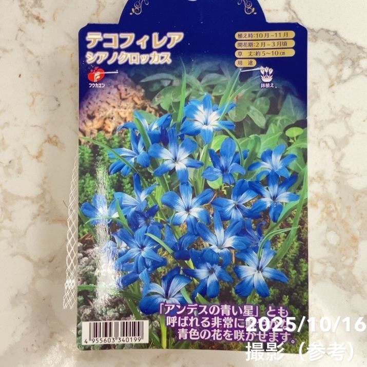 テコフィレア シアノクロッカス 2球入り×2袋セット|球根04-PA