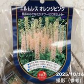 【特大球6球、1球に2芽以上付き】テコフィレア　シアノクロッカス 楽天市場】【送料無料】 球根 テコフィレア シアノクロッカス