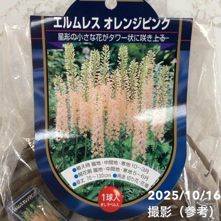 エルムレス オレンジピンク 1球入り×2袋セット|球根04-PA