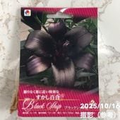 【特大球6球、1球に2芽以上付き】テコフィレア　シアノクロッカス テコフィレア シアノクロッカス 2球入り×2袋セット｜球根04-PA | タネ