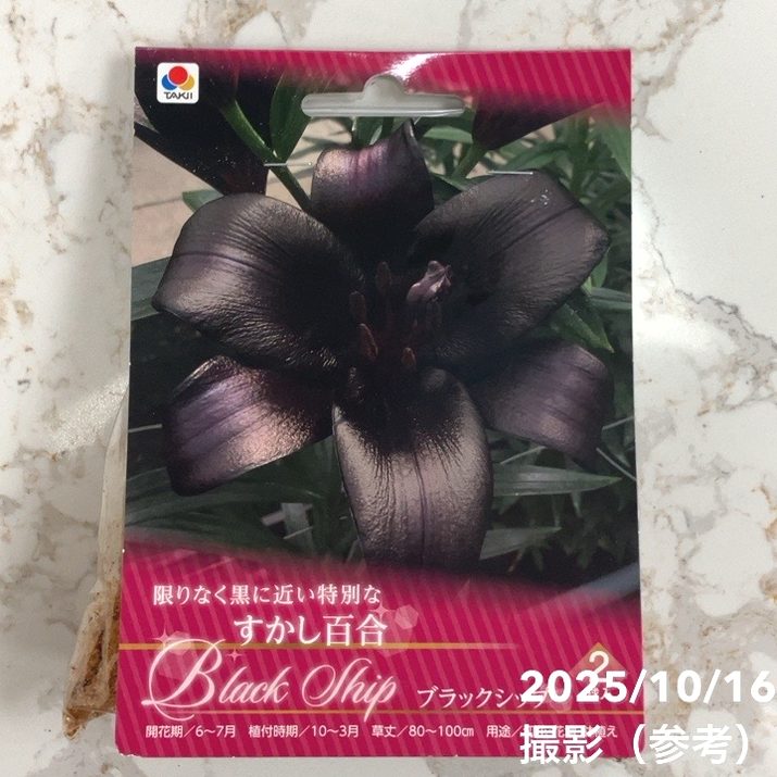 すかし百合 ブラックシップ 2球入り×2袋セット|球根04-PA