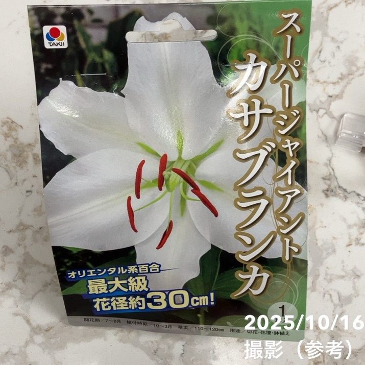 スーパージャイアントカサブランカ 1球入り×2袋セット|球根04-PA