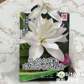 開花中＞PW ラグランジア クリスタルヴェール2 5号｜花木04-PA | 花木
