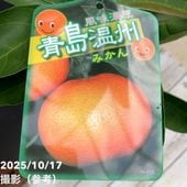 みかん 南柑20号 5号ロングポット 2年生苗｜柑橘｜果樹04-PA | 果樹