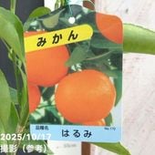 シークワーサー&こぶみかん２点セット シークワーサー&こぶみかん2点セット シークヮーサーの清涼飲料