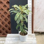 旅人の木（タビビトノキ）7号｜観葉10-TU | 観葉・多肉 | 赤塚植物園