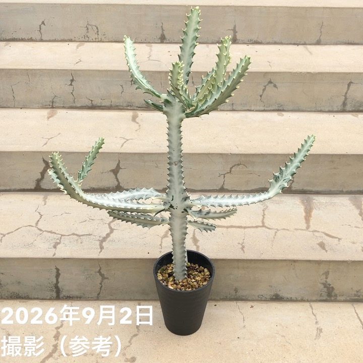 観葉・多肉,ユーフォルビアの購入なら赤塚植物園オンライン 花の音