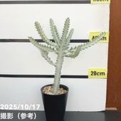 サボテン スーパームーン 4号｜観葉10-TU | 観葉・多肉 | 赤塚植物園