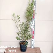 オリーブ ひなかぜ 7号｜果樹01-D1 | 花木・庭木 | 赤塚植物園