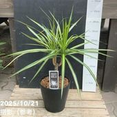 アンスリウム ジャングルキング 5号｜観葉04-PA | 観葉・多肉 | 赤塚