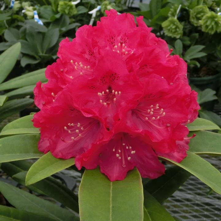 シャクナゲ スーパーローディー 6号 レッドアップル｜花木01-D1