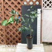 実付き＞オリーブ 6号 ネバディロブランコ｜果樹04-PA | 果樹 | 赤塚