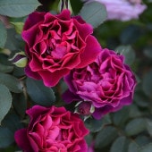 バラ大苗 オデュッセイア 7号 ロサ・オリエンティス PVP｜花木04-PA