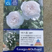 バラ新苗 アンヌ 4号 河本バラ園 河本麻記子さん ローズ・ドゥ