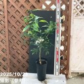 ポトスステータス 7号 ラティス仕立て PVP｜観葉04-PA | 観葉・多肉