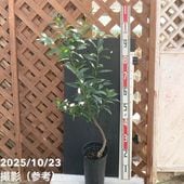 フィンガーライム 4.5号 ミアローズ｜柑橘｜果樹10-TU | 果樹,柑橘