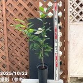 みかん 南柑20号 5号ロングポット 2年生苗｜柑橘｜果樹04-PA | 果樹