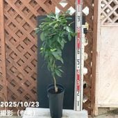 フィンガーライム 4.5号 ミアローズ｜柑橘｜果樹10-TU | 果樹,柑橘