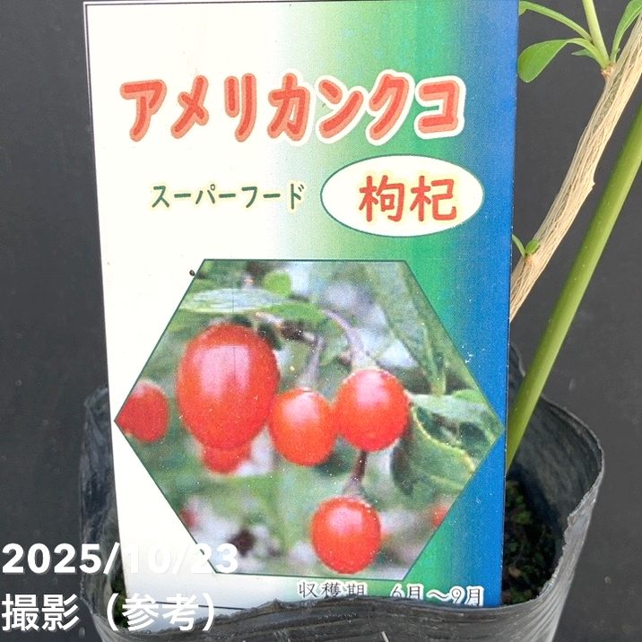 アメリカンクコ 4号｜果樹04-PA