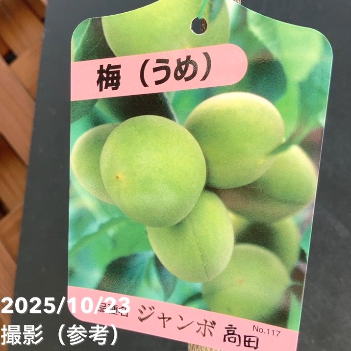 実梅 ジャンボ高田4号ロングポット｜果樹04-PA