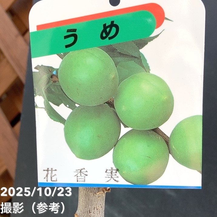 実梅 花香実（はなかみ） 4号ロングポット｜果樹04-PA