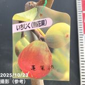 ポポー サンフラワー 6号｜果樹04-PA | 果樹,[珍しい果樹] | 赤塚