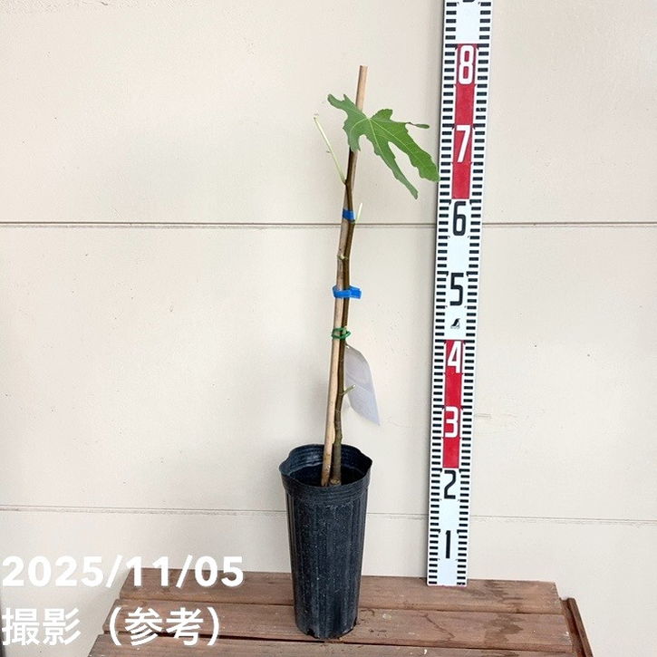 イチジク ダルマティー 4号ロングポット 1年生|YA|果樹04-PA