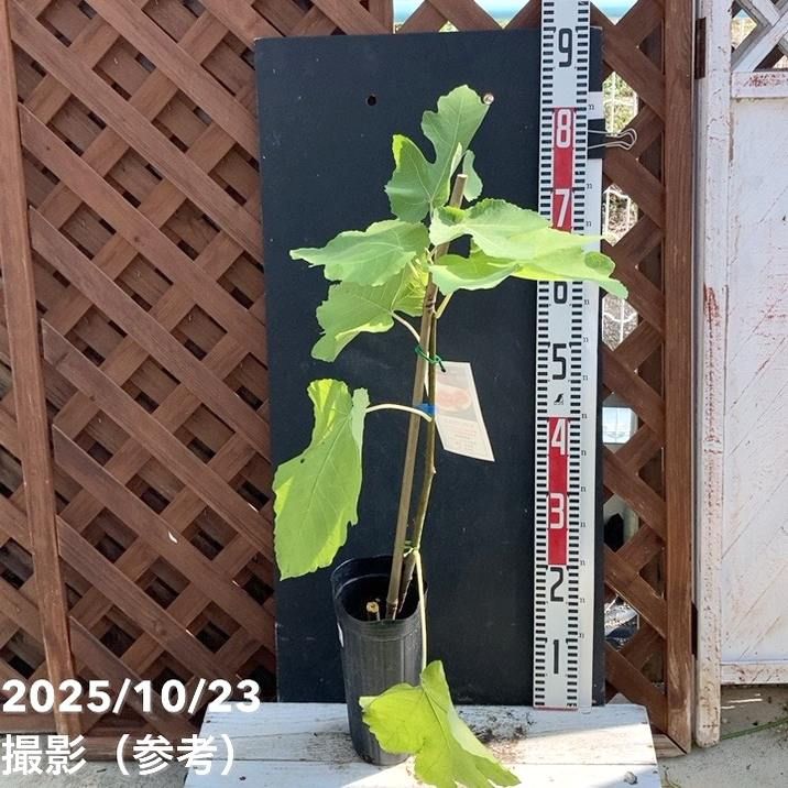 果樹,イチジクの購入なら赤塚植物園オンライン 花の音｜花苗