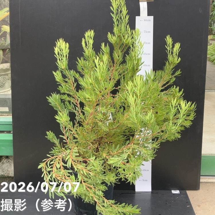 【お買い得 現品お届け】リューカデンドロン ゾーイ 7号｜花木10-TU