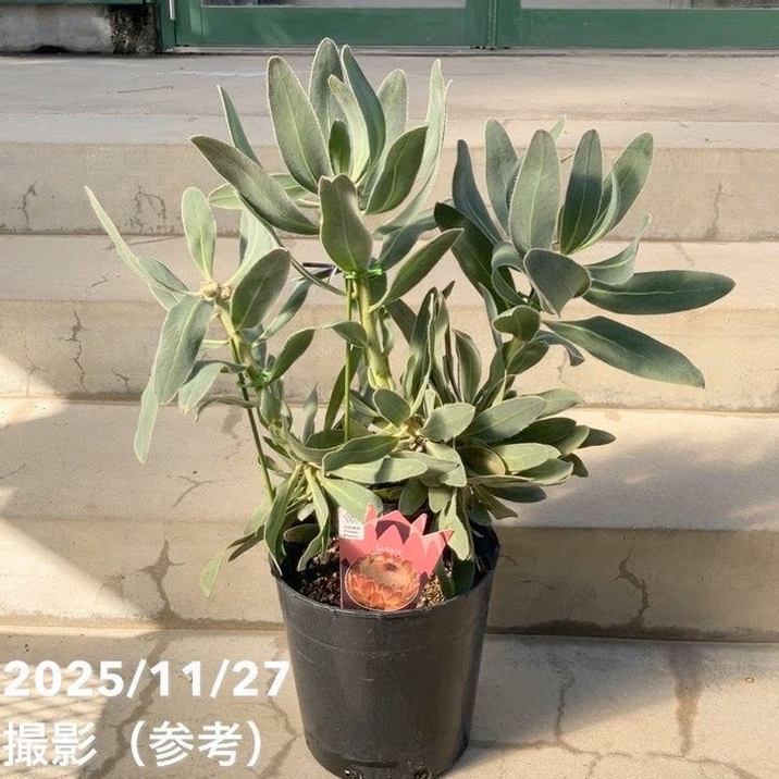 【特価 現品お届け】プロテア スザーラ 7号｜花木10-TU