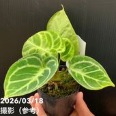 現品お届け】アンスリウム ドラヤキ 3号（3）｜観葉10-TU | 観葉・多肉