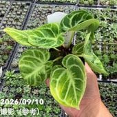激レア！現品お届け】マクロザミア マクドンネリー Macrozamia