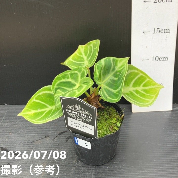 観葉・多肉,アンスリウムの購入なら赤塚植物園オンライン 花の音｜花苗