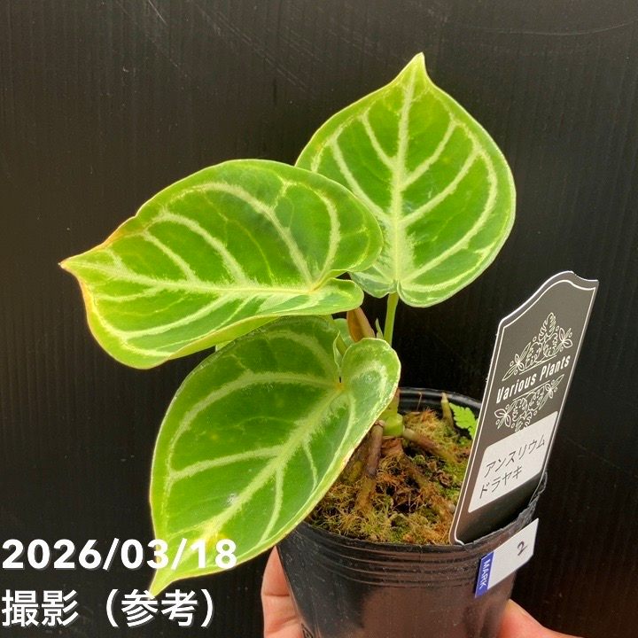 観葉・多肉,アンスリウムの購入なら赤塚植物園オンライン 花の音｜花苗