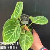 現品お届け】アンスリウム cf ベッセアエ Anthurium cf. besseae 4号