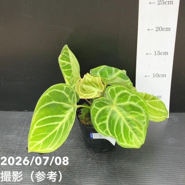【お買い得!】【現品お届け】アンスリウム ドラヤキ 3号(3)|観葉10-TU