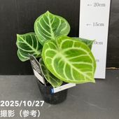 セール中❗️超希少❗️サイズ特大❗️アンスリウムドラヤキ特大新葉展開中✨️ 園芸ネット本店｜アンスリウム：ドラヤキ 3号ポット の通販【公式】