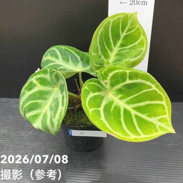 決算P5倍！8/2まで】【お買い得！】【現品お届け】アンスリウム