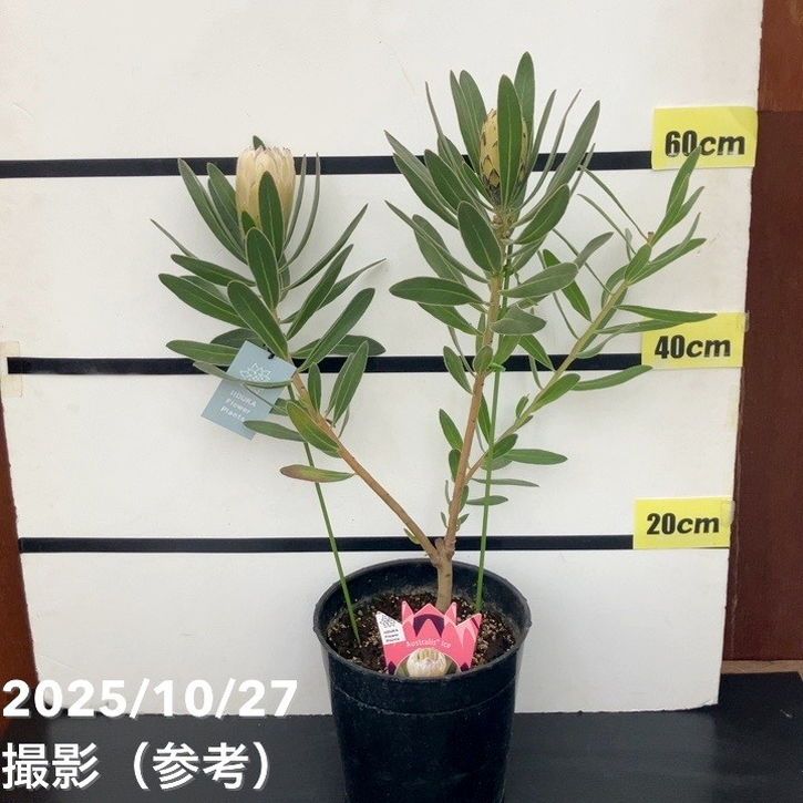 プロテア オーストラリスアイス