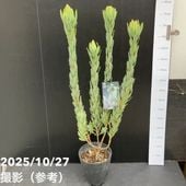 リューカデンドロン デュリフ 5号｜花木10-TU | 花木・庭木 | 赤塚