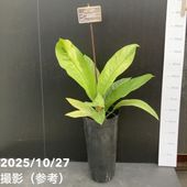 アロカシア バリエガータ バティック 3号ポット｜観葉10-TU