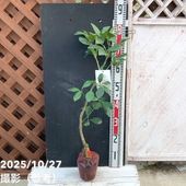 斑入りビワ 6号｜花木04-PA | 花木・庭木 | 赤塚植物園オンライン 花の