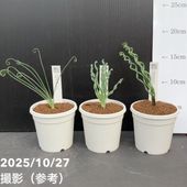 PW ガザニア ビースト シルバーフォックス 3.5号×3株セット PVP｜草花