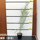 アカシア（ナガバアカシア）ロンギフォリア 5号｜花木10-TU