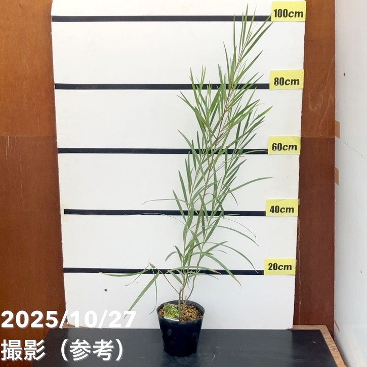 アカシア（ナガバアカシア）ロンギフォリア 5号｜花木10-TU