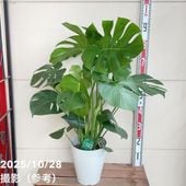 オリーブ ひなかぜ 3.5号 さらにお得な4株セット｜果樹01-D1