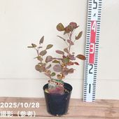 スモークツリー ピンクパール 4.5号｜花木04-PA | 花木・庭木,スモーク